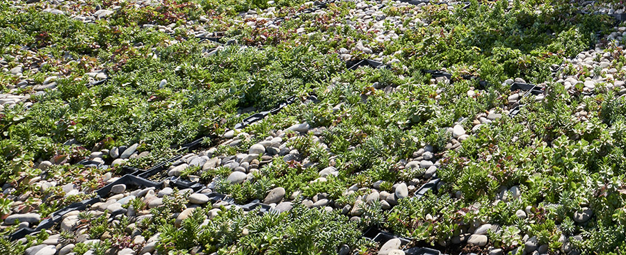 Azotea verde en el Supermercado Despar de Bolonia